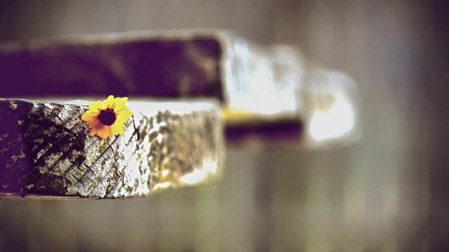 愛就大膽表白的話 愛就大膽表白的話