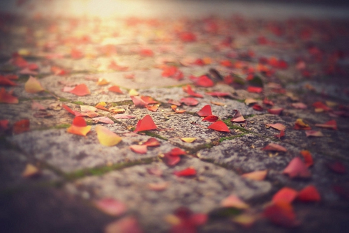 紅參湯需要放姜嗎（紅參湯能不能放姜）