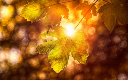 紅薯粉泡多了怎么存放（紅薯粉泡多了如何保存）