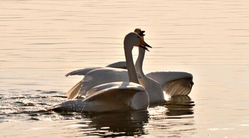 《好聽的情話七字古詩詞》精選20條 《好聽的情話七字古詩詞》精選20條